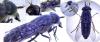 Tabanus bromius